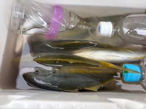 シマアジの釣果