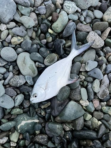 メッキの釣果