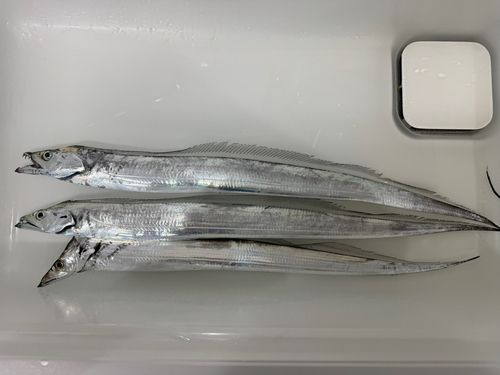 タチウオの釣果