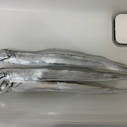 タチウオ