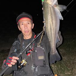 シーバス