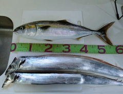 ヒラマサの釣果