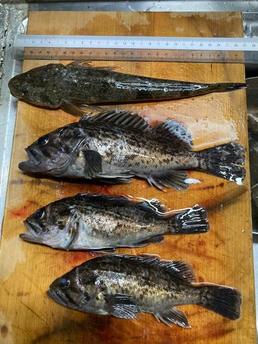 クロソイの釣果
