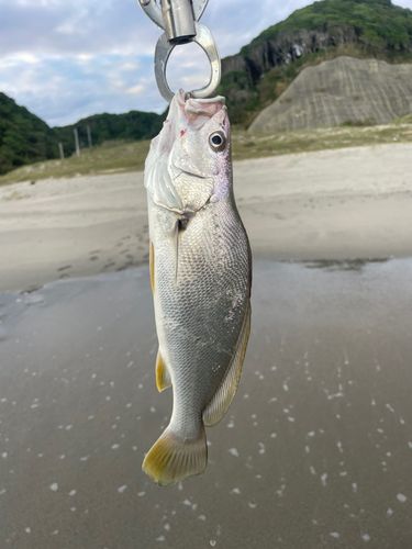 ニベの釣果