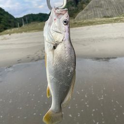 ニベ