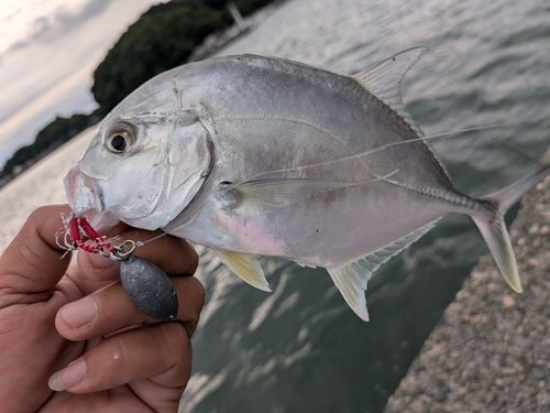 メッキの釣果