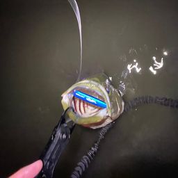 シーバス