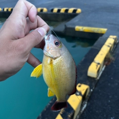 オキフエダイの釣果