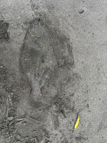 ソゲの釣果