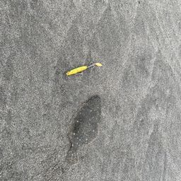 ヒラメ