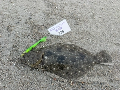 ソゲの釣果