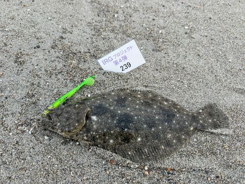 ソゲの釣果