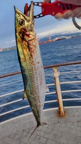 サゴシの釣果