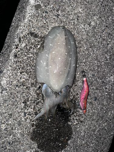 モンゴウイカの釣果