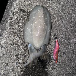 モンゴウイカ