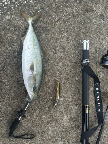 ワカシの釣果