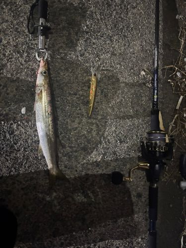 カマスの釣果