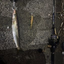 カマス