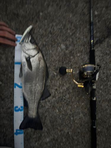シーバスの釣果