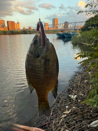 ブルーギルの釣果