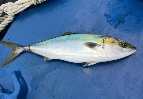 ハマチの釣果