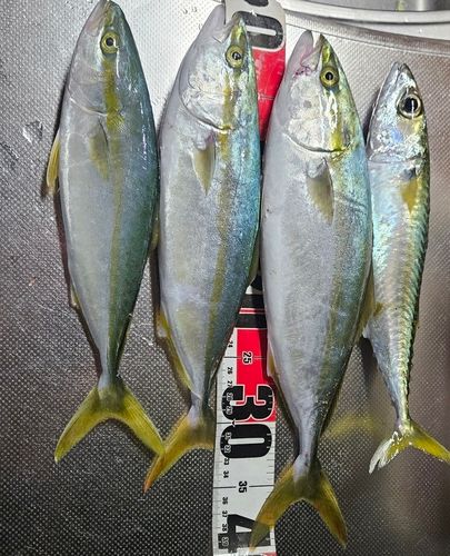 ワカシの釣果