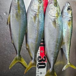 ワカシ