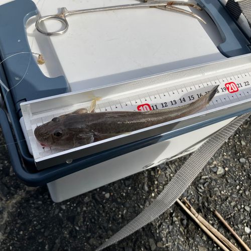 ハゼクチの釣果