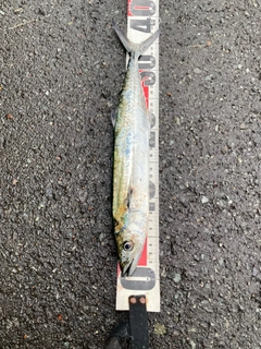 サゴシの釣果