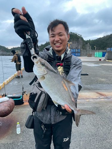ヒレナガカンパチの釣果