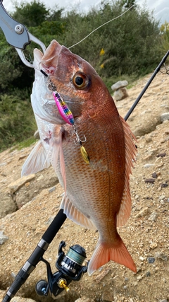 タイの釣果