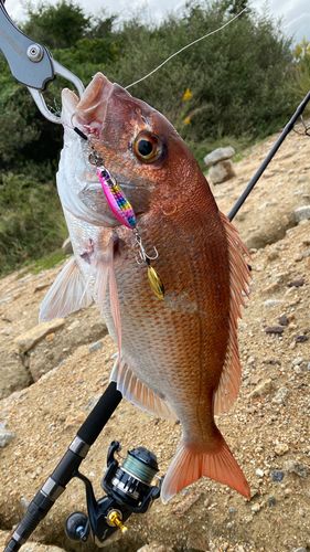 タイの釣果