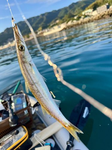 カマスの釣果