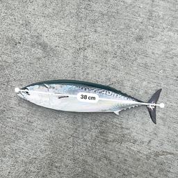 ソウダガツオ