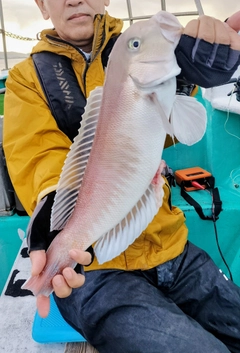 シロアマダイの釣果