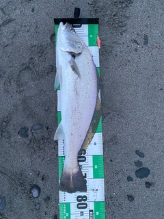 ニベの釣果