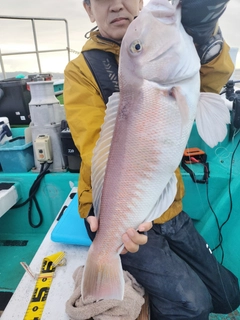 シロアマダイの釣果