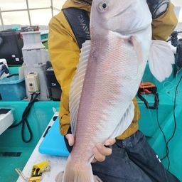 シロアマダイ