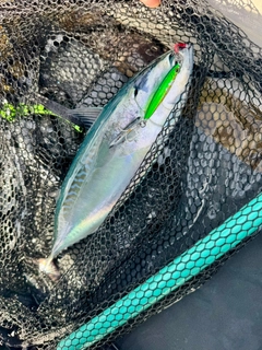 ヒラソウダの釣果