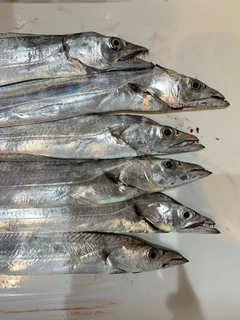 タチウオの釣果