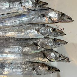 タチウオ