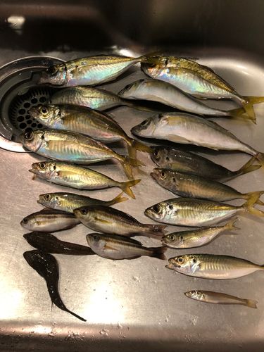 アジの釣果
