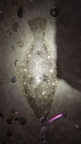 ソゲの釣果