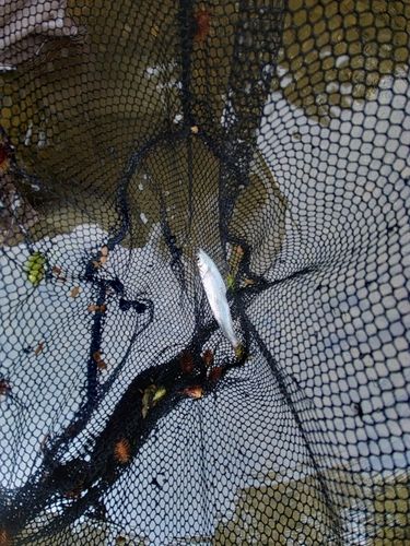 オイカワの釣果