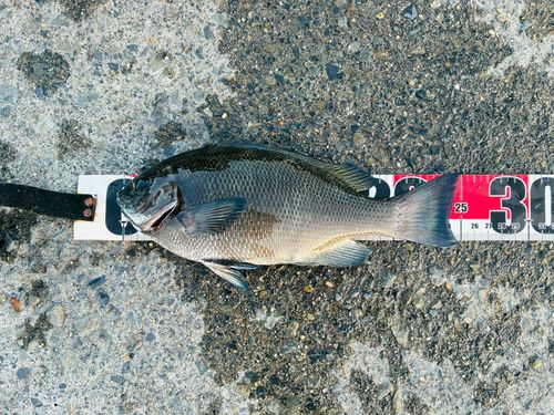 メジナの釣果