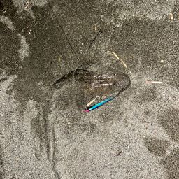 マゴチ