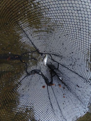 オイカワの釣果