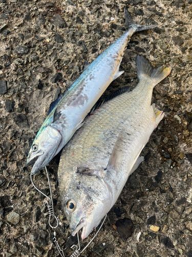 チヌの釣果