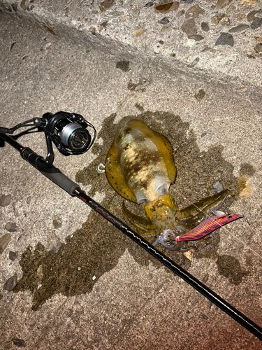 アオリイカの釣果