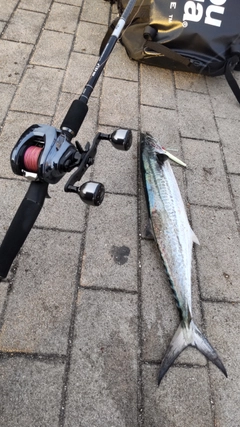 サゴシの釣果